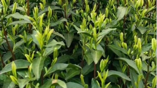 福鼎市聯(lián)手碳氫科技打造碳氫茶產(chǎn)業(yè) 推動鄉(xiāng)村振興