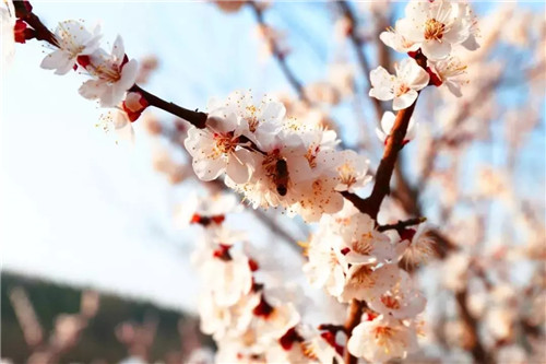 紅旗渠風(fēng)景區(qū)有序開(kāi)放 迎來(lái)首批游客